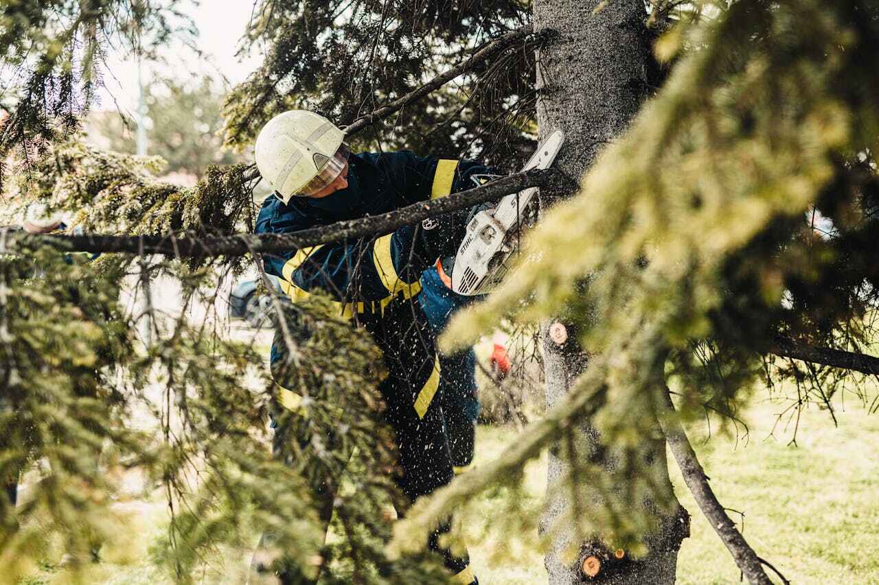 Dead Tree Removal in Jessup, PA